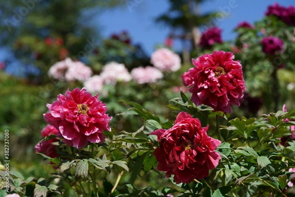 Fototapeta Light Red Flower of Peony in Full Bloom
