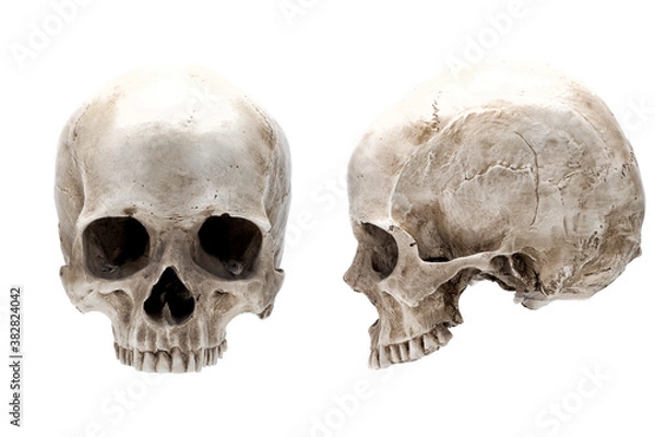 Obraz Side and front view of human skull isolated on white. Different positions. Forensic science and anatomy concept.