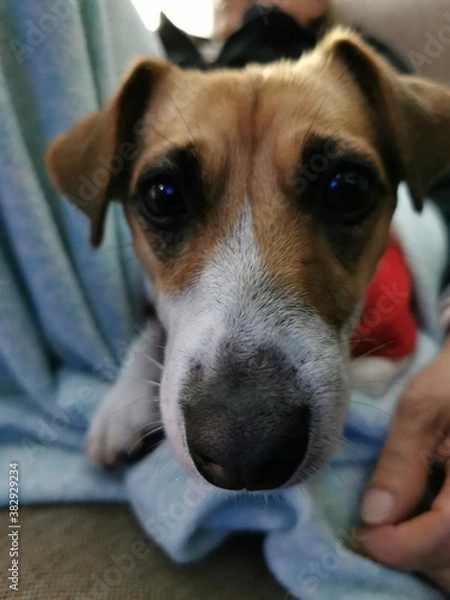 Fototapeta jack russell terrier