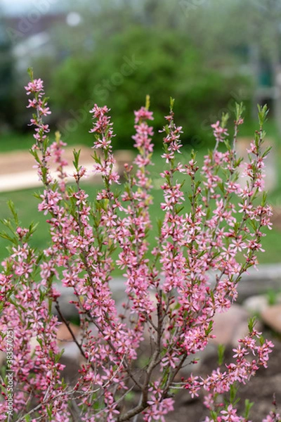 Fototapeta almond blossom in spring