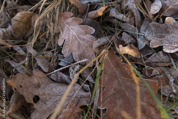 Fototapeta Frozen oak leaves on ground