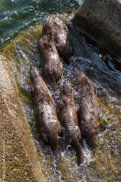 Fototapeta Wild river otters swimming and playing in the Snake River in Grand Teton National Park (Wyoming).