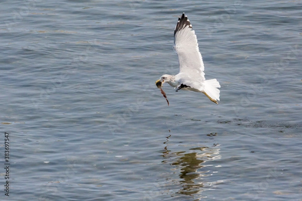 Fototapeta A wild gull catching fish in the Snake River in Grand Teton National Park (Wyoming).