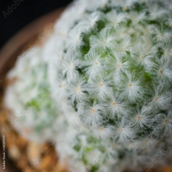 Fototapeta Cactus Background