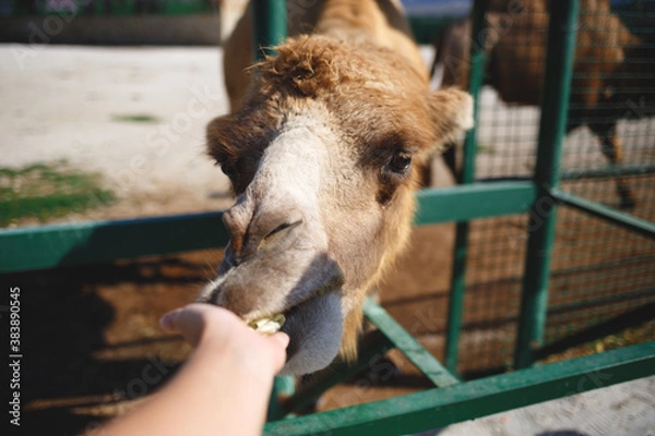 Obraz camel in the zoo against the blue sky