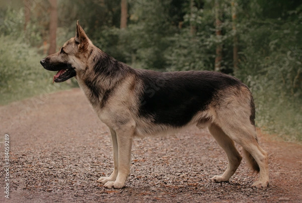 Fototapeta East European Shepherd dog show portrait stay in the forest