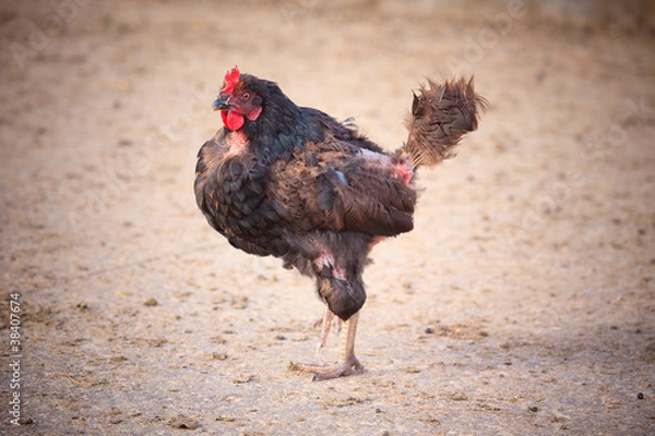 Fototapeta Plucked rooster