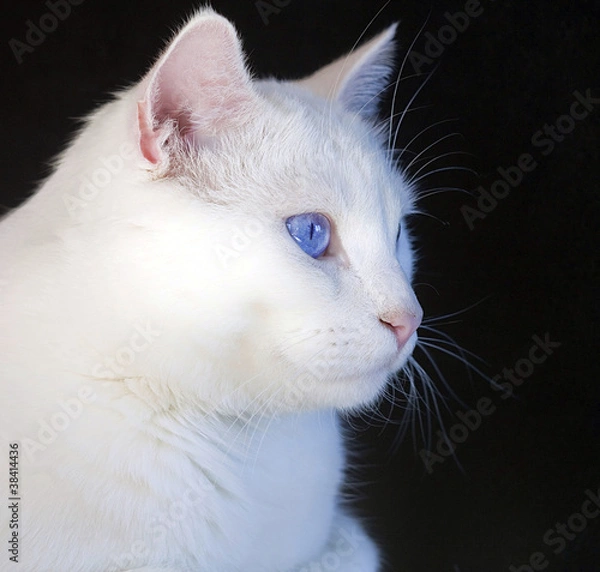 Fototapeta Chat aux yeux bleus