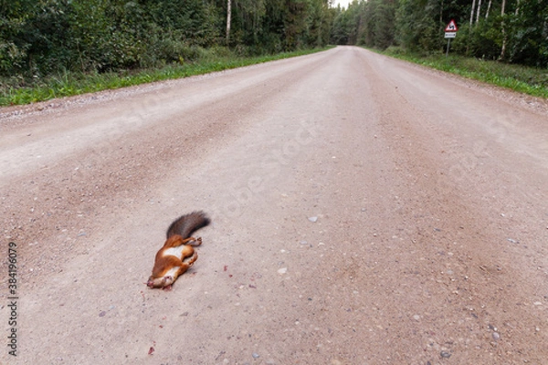 Fototapeta Eurasian Red squirrel, Sciurus vulgaris roadkill on a dirt road in rural Estonia. 