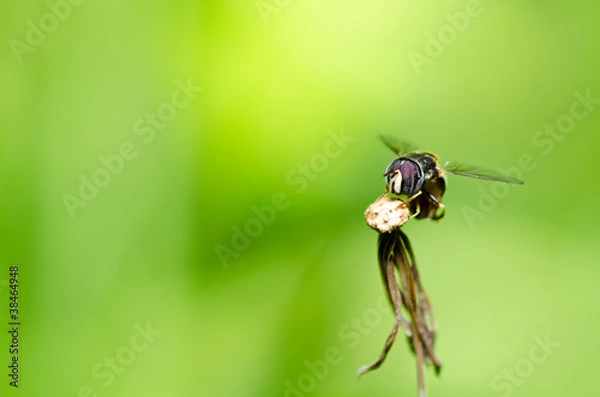 Fototapeta Fruit files or Flower files in green nature