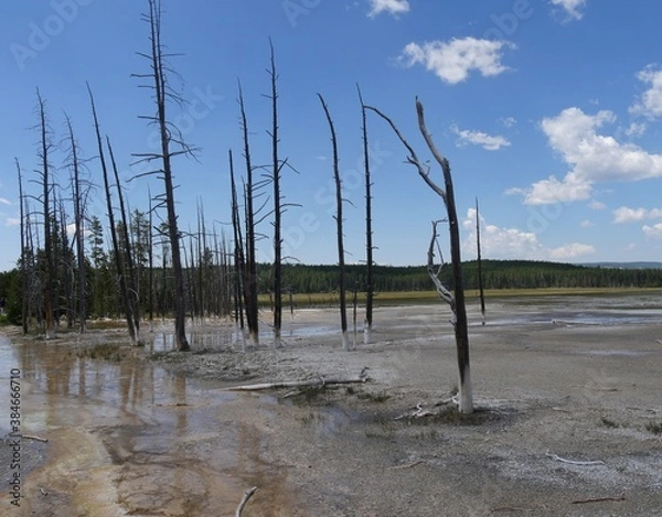 Fototapeta Medium wide view of leafless trees at the Lower Geyser Basin, with clear skies at Yellowstone National Park, Wyoming.