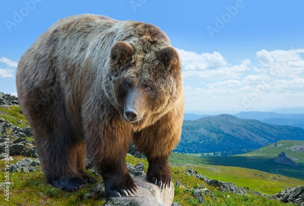 Fototapeta Brown bear on stone at mountains wildness area in summer