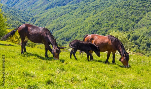 Fototapeta Dzikie konie pasące się na trawie w regionalnym parku przyrodniczym Antola, chronionym obszarze przyrodniczym położonym w Ligurii między terytorium Genui a Apeninami Liguryjskimi we Włoszech