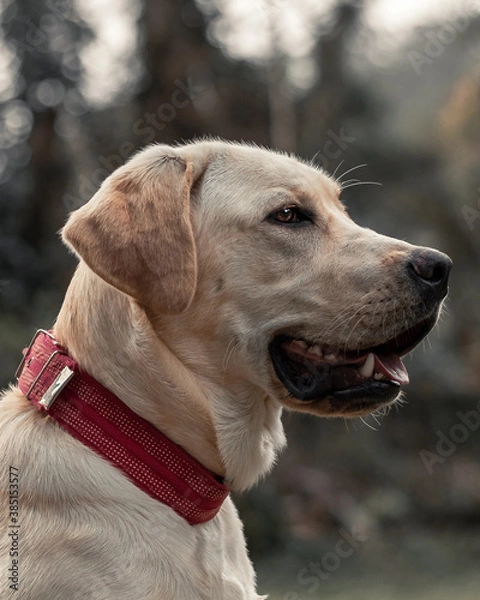 Fototapeta portrait of a labrador