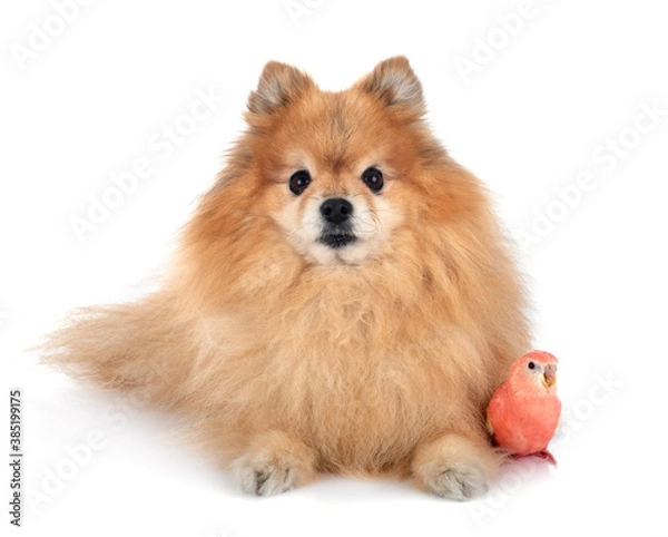 Fototapeta Bourke parrot and spitz