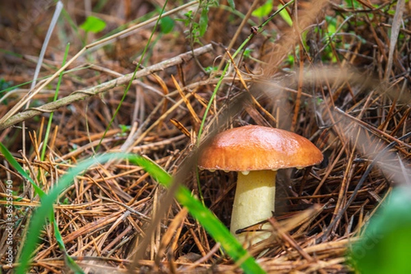 Fototapeta Single wild mushroom Suillus luteus in the forest in clearing between pine needles close up