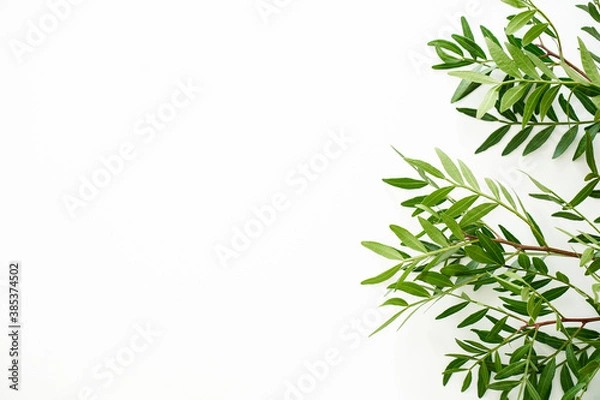 Obraz pistation branch green leaves isolated on white. High quality photo