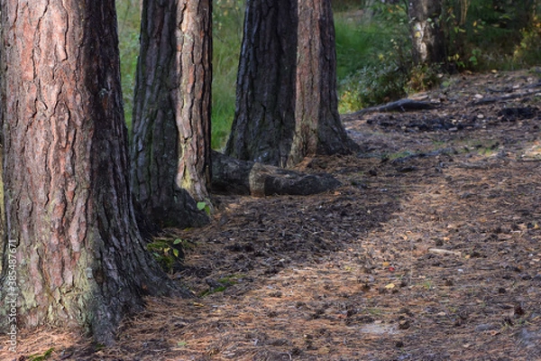 Fototapeta forest in autumn