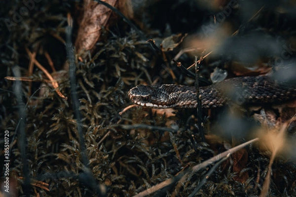 Fototapeta snake in the grass