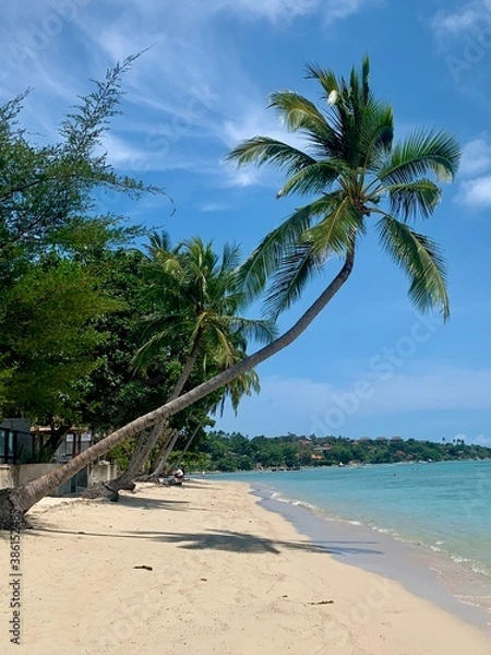 Fototapeta beach with palm trees