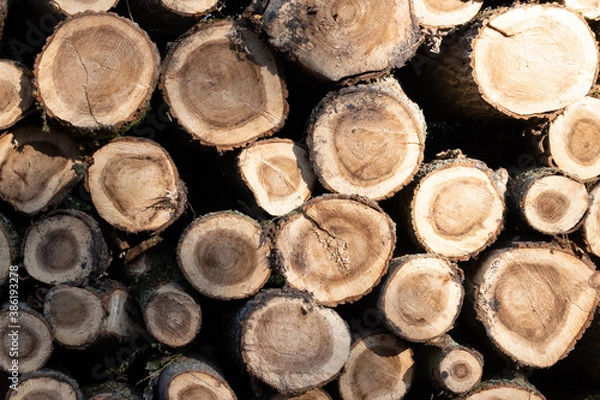 Fototapeta wood pile of cutted trees in the forest