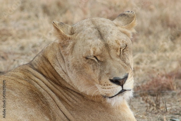 Fototapeta Photo taken in Lion and Safaripark, Broederstroom, South Africa.