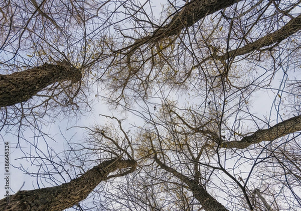 Fototapeta autumn landscape, trees perspective from a low point against the sky