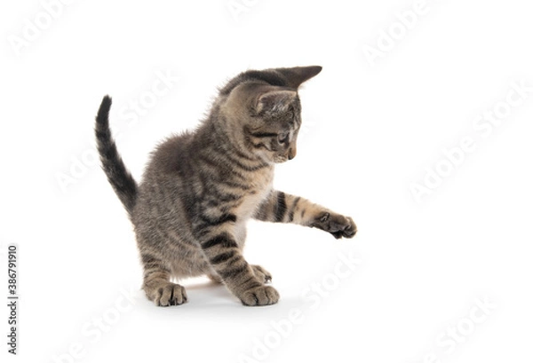 Fototapeta Cute tabby kitten on white background