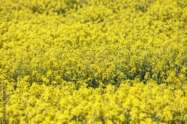 Fototapeta Yellow Raps Field near forest in Spring.