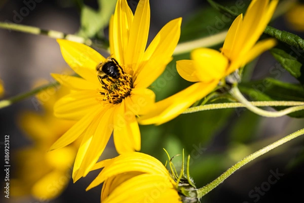 Fototapeta Macro of yellow flower with bee