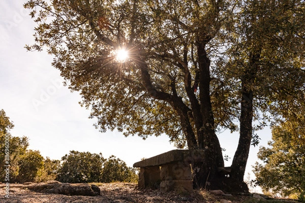 Fototapeta banco bajo un árbol en el bosque
