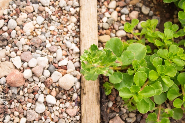 Fototapeta Small stones drainage and green plant in the yard