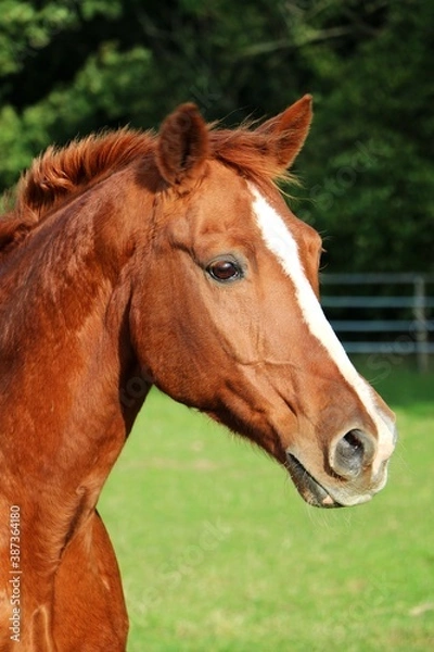 Obraz beautiful brown horse head portrait on the paddock