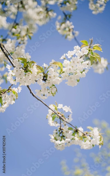 Fototapeta Kirschblüten