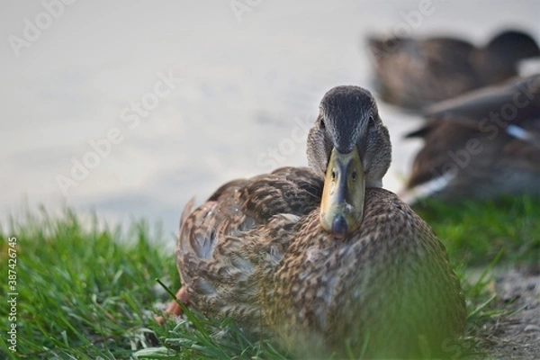 Fototapeta duck on the grass