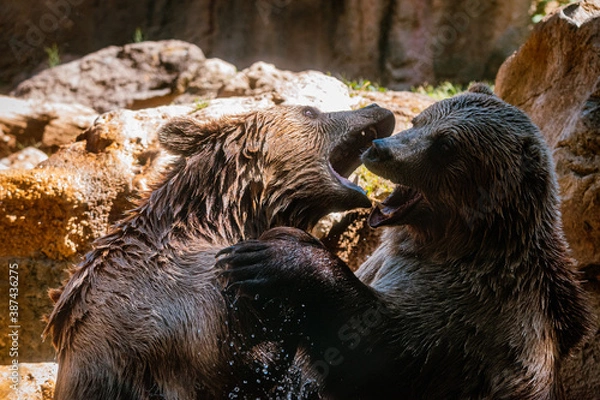 Obraz due esemplari di orso bruno lottano nel bioparco di roma