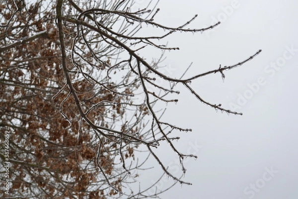 Fototapeta branches against sky