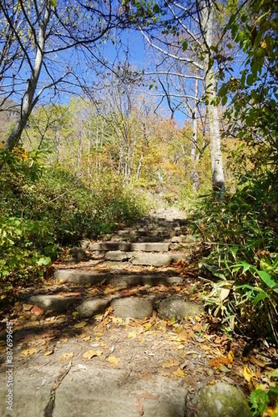 Fototapeta In the autumn forest. Trees that turn red. Beautiful scenery of Japan.