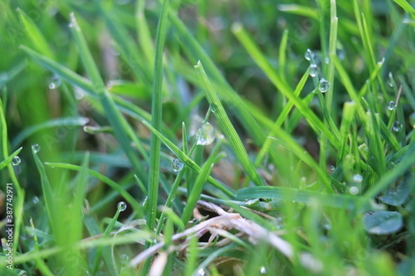 Fototapeta green grass background on meadow with drops of water dew close-up. Beautiful artistic image of purity and freshness of nature, copy space.