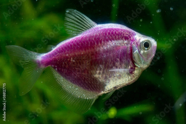 Fototapeta Fish Black tetra Gymnocorymbus ternetzi of lilac pink color swims in an aquarium on a green background close-up. Horizontal orientation. High quality photo