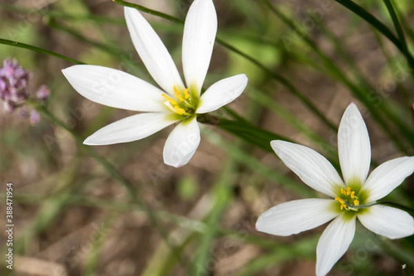 Fototapeta white rain lily in the garden