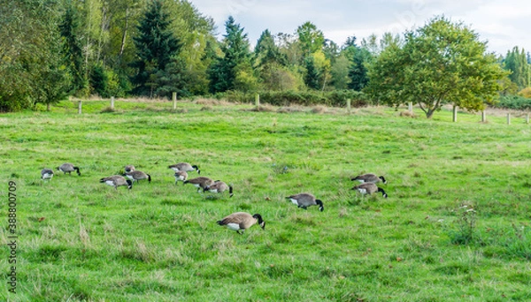 Fototapeta Geese In Grass Field