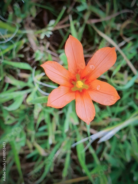 Fototapeta orange flower in the garden