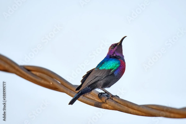 Fototapeta Tropical Splendid Sunbird (Cinnyris coccinigaster)