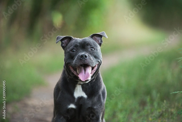 Fototapeta Staffordshire bull terrier, beautiful, cute, kind, funny dog, pet, white, blue dog, rare color, flying dog, flies, runs, jumps

