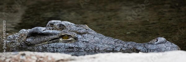 Fototapeta nile crocodile