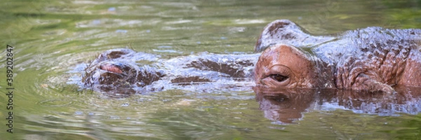 Fototapeta Hippopotamus