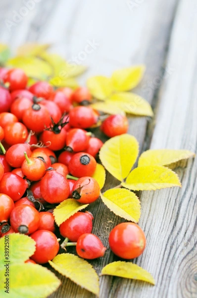 Fototapeta rose hips