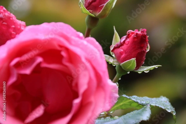 Fototapeta pink rose with water drops