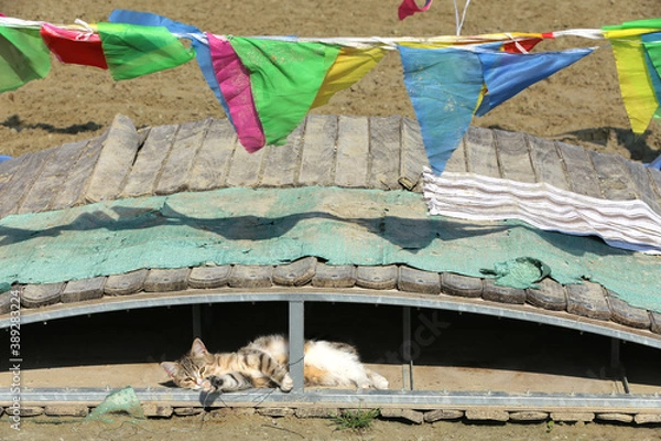 Fototapeta Striped kitten lies in the sand under the bridge